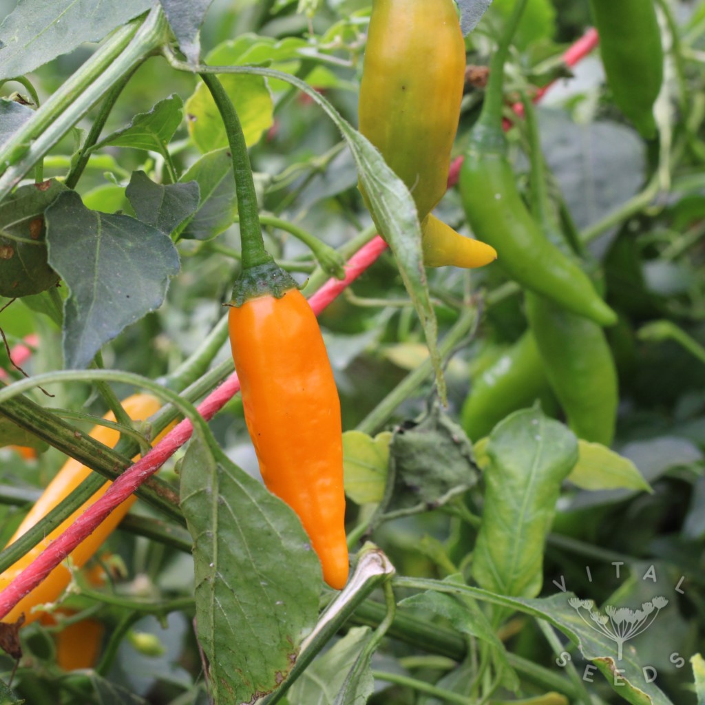 Chilli - Criolla Sella (Organic) - Image 3