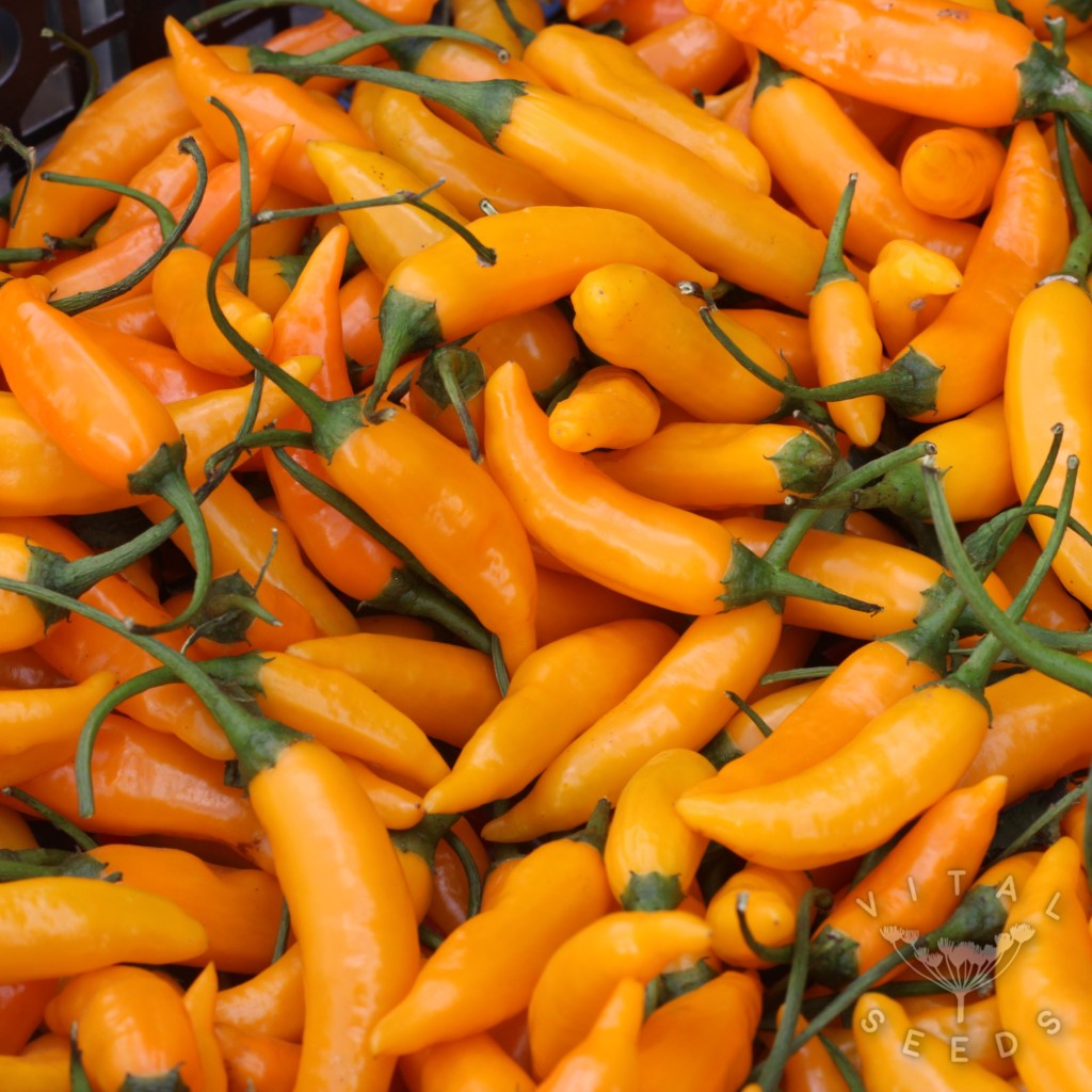 Chilli - Criolla Sella (Organic)