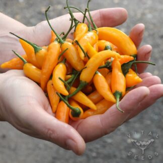 Chilli - Criolla Sella (Organic)