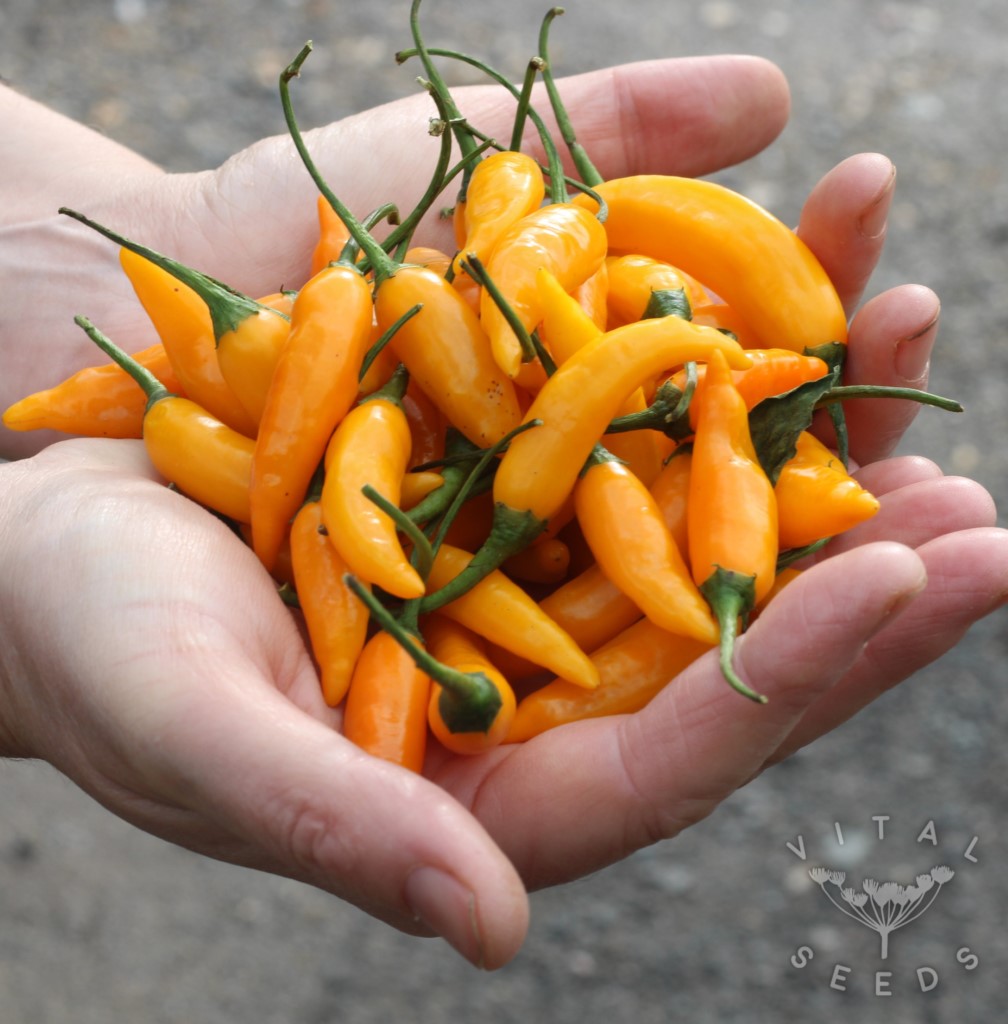 Chilli - Criolla Sella (Organic) - Image 2