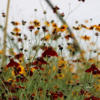 Dyer's Coreopsis (Organic)
