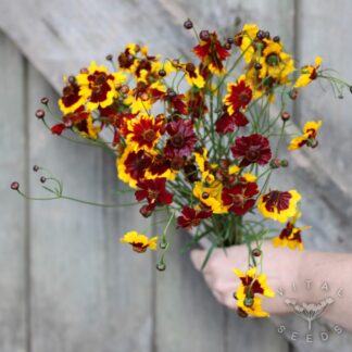 Dyer's Coreopsis (Organic)