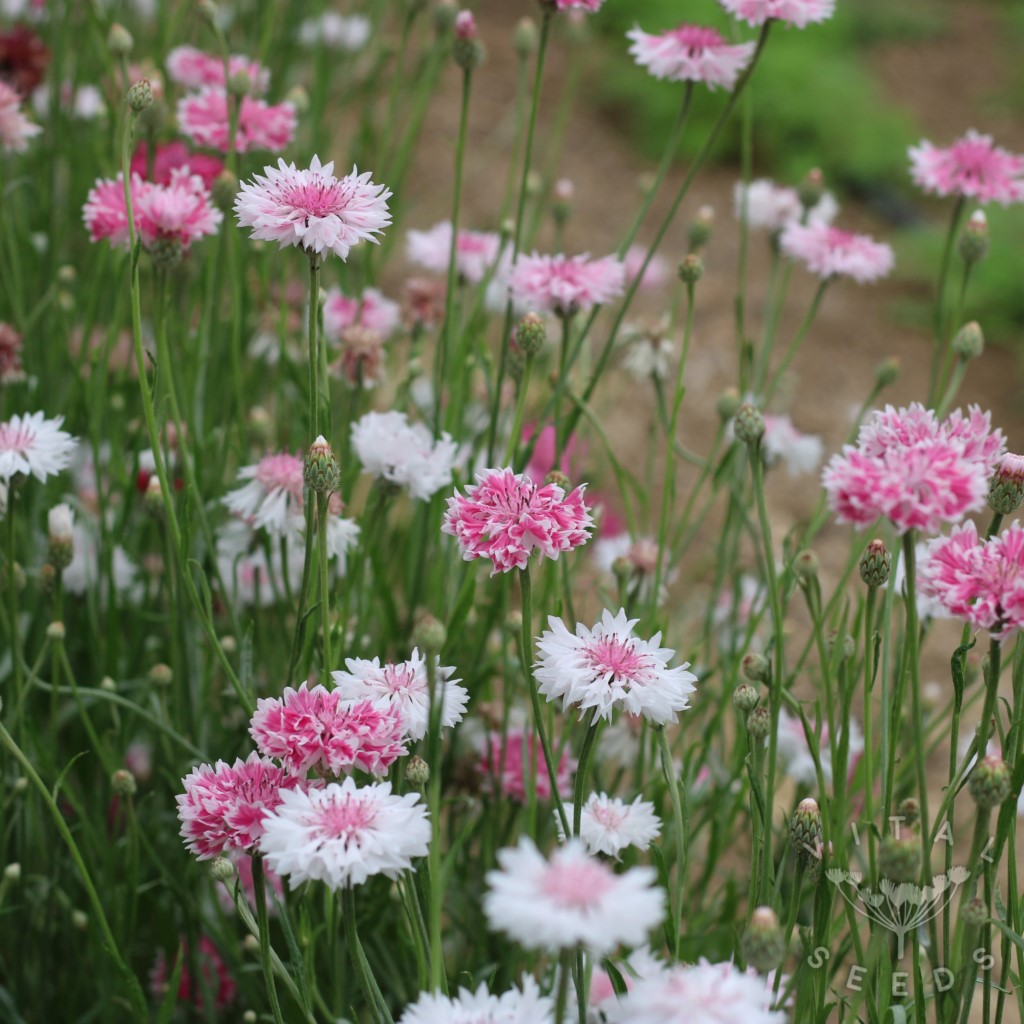 Cornflower - Classic Romantic (Organic) - Image 4