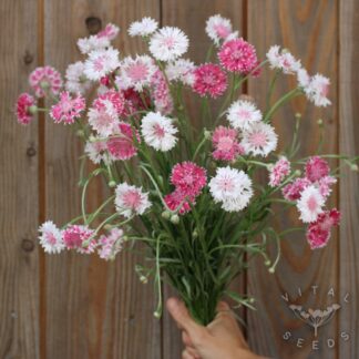 Cornflower - Classic Romantic (Organic)