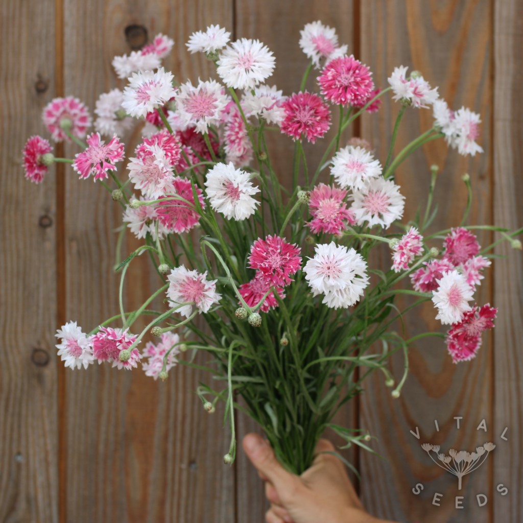 Cornflower - Classic Romantic (Organic) - Image 2