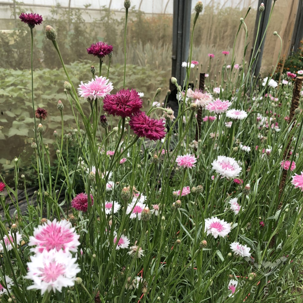 Cornflower - Classic Romantic (Organic)