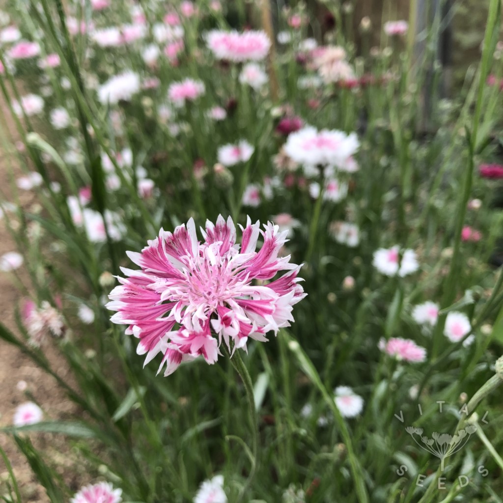 Cornflower - Classic Romantic (Organic) - Image 3