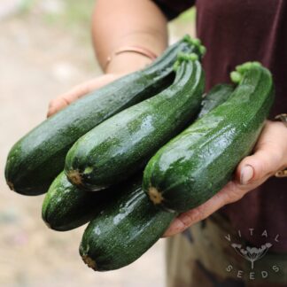 Courgette - Black Beauty (Organic)