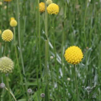 Billy Buttons - Drumstick (Organic)