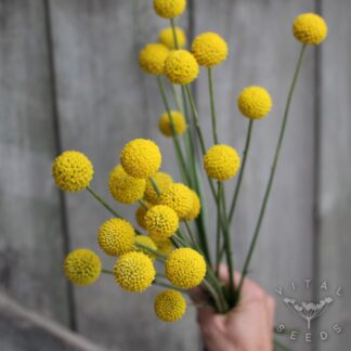 Billy Buttons Seeds