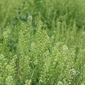 Cress - Emerald Beads (Organic)