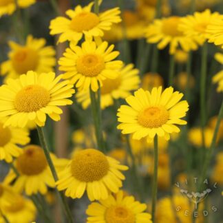 Dyers Chamomile Seeds