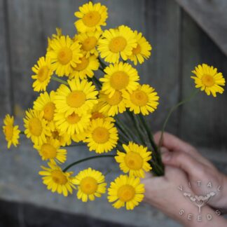 Dyer's Chamomile (Organic)