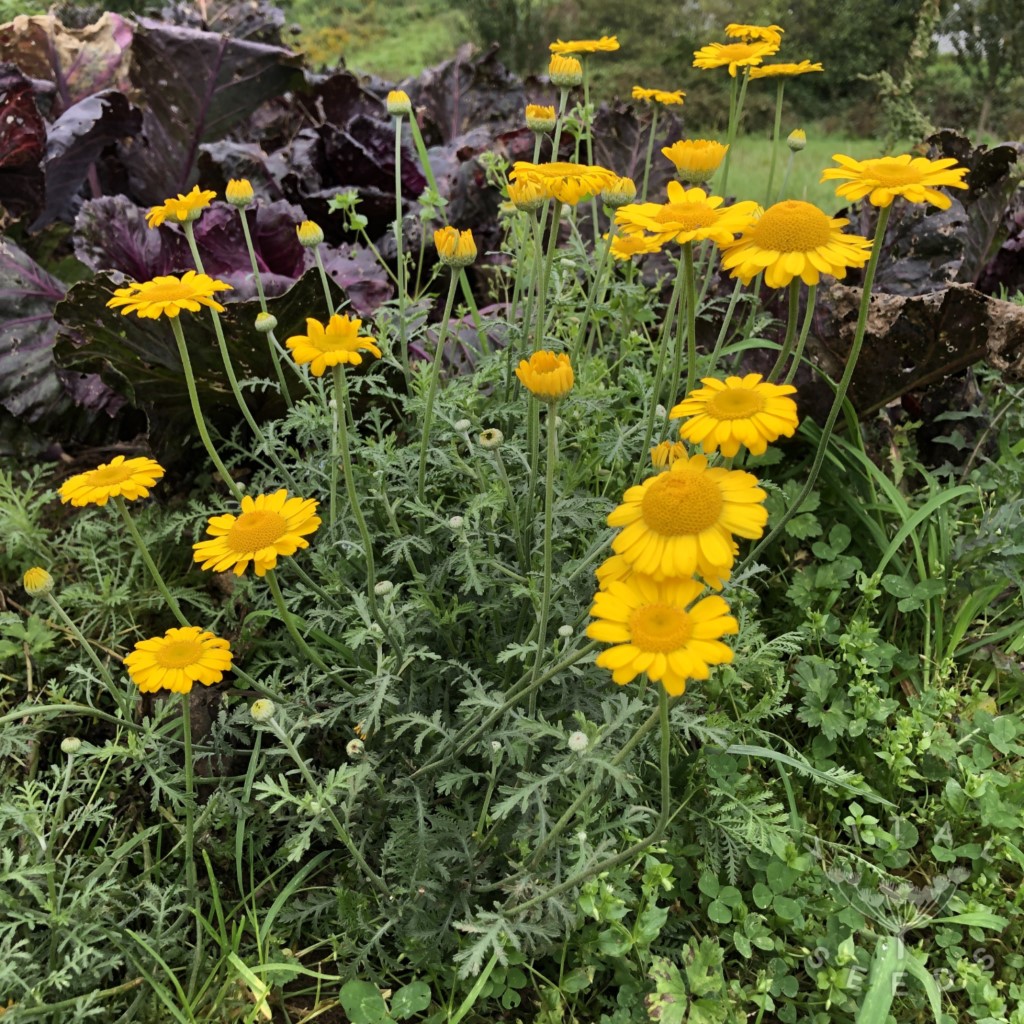 Dyer's Chamomile (Organic) - Image 3