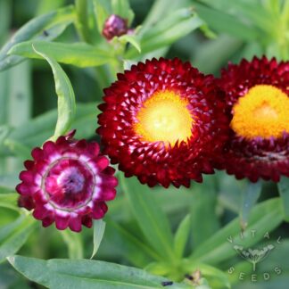 Helichrysum - Dragon Fire (Organic)