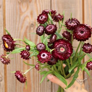 Helichrysum - Dragon Fire (Organic)