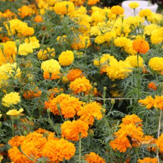 African Marigold - Crackerjack (Organic)