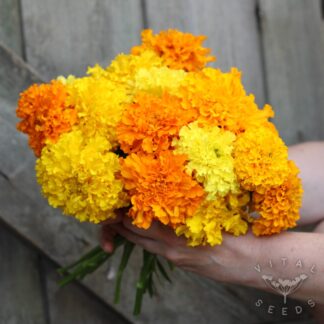 African Marigold - Crackerjack (Organic)