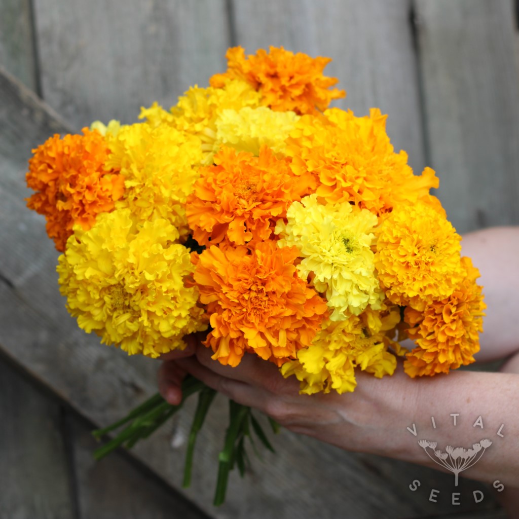 African Marigold - Crackerjack (Organic) - Image 2