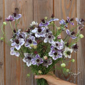 Nigella - Delft Blue (Organic)