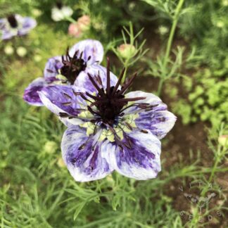 Nigella - Delft Blue (Organic)