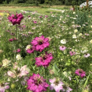 Nigella - Miss Jekyll Rose (Organic)