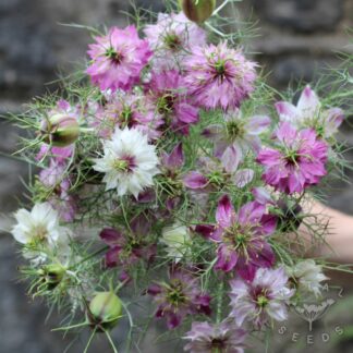 Nigella - Miss Jekyll Rose (Organic)