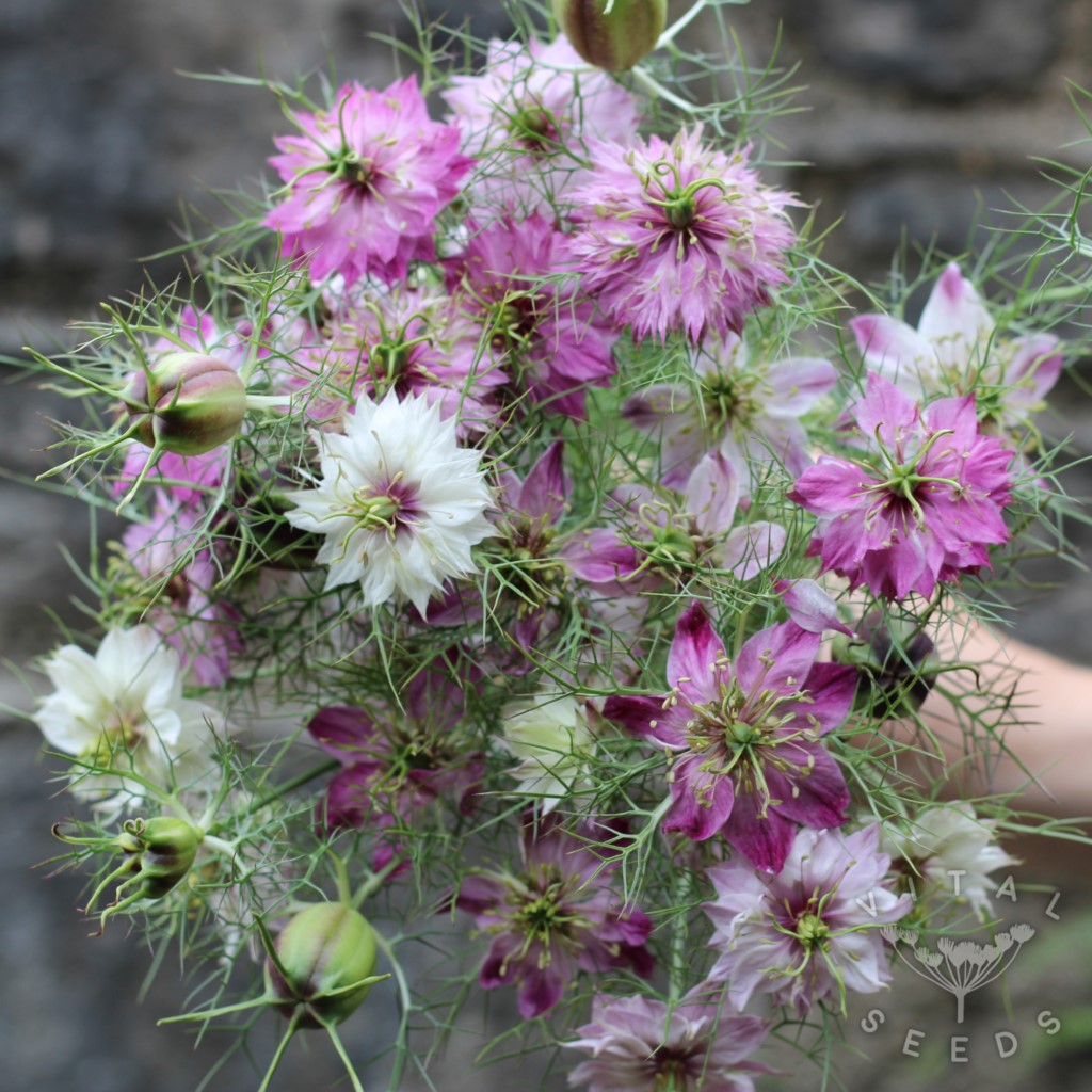 Nigella - Miss Jekyll Rose (Organic) - Image 2