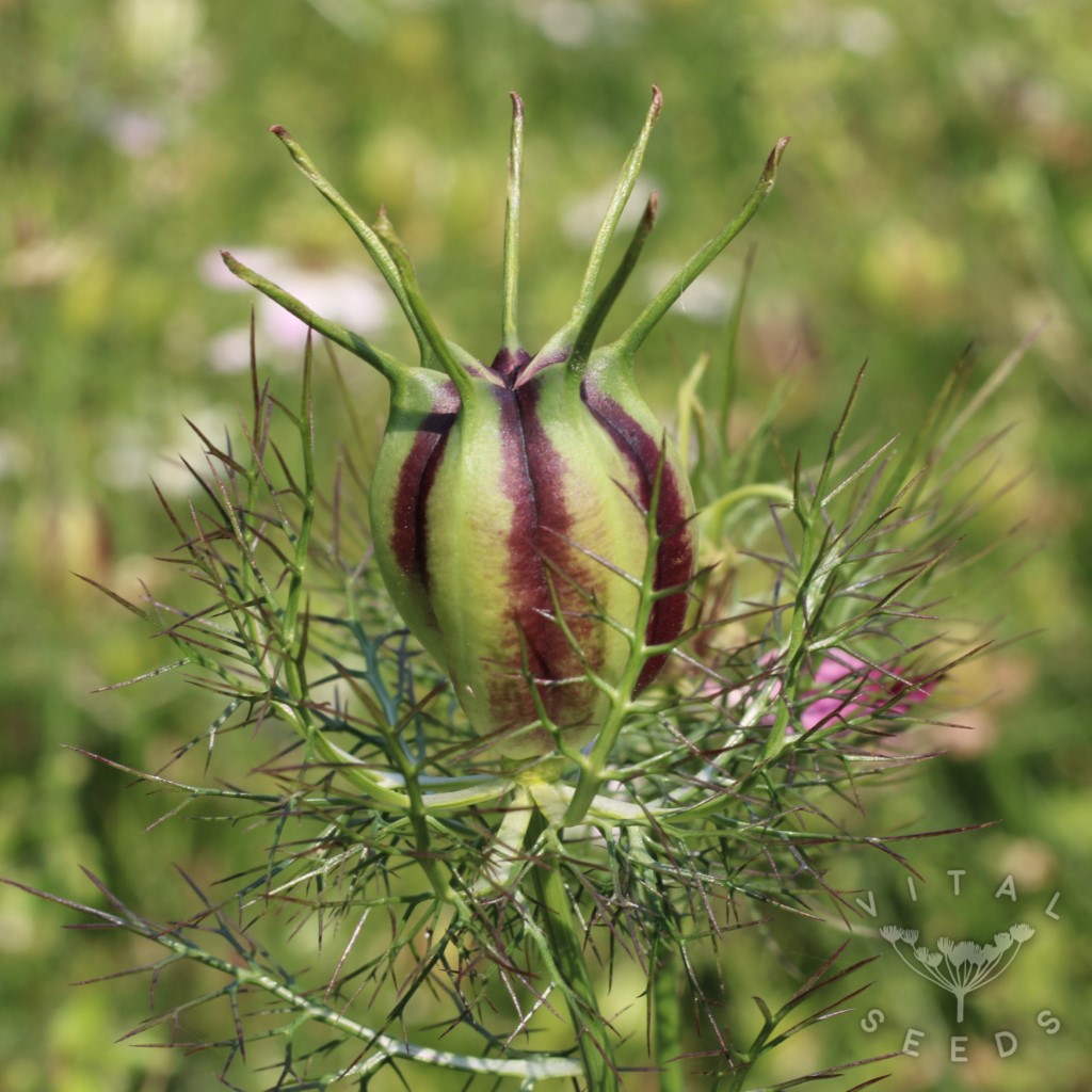 Nigella - Miss Jekyll Rose (Organic) - Image 3