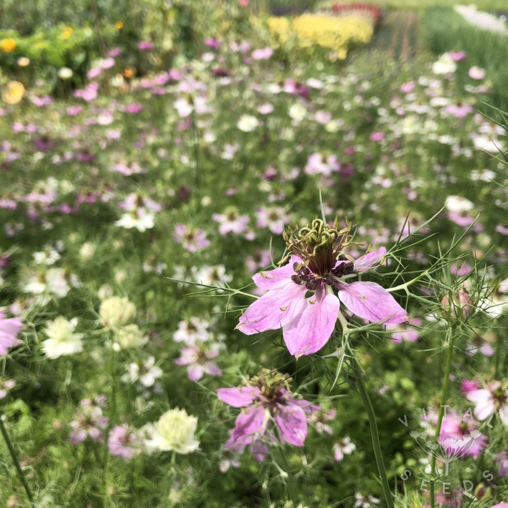 Nigella - Miss Jekyll Rose (Organic) - Image 4