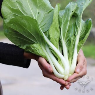 Pak Choi Asian Greens