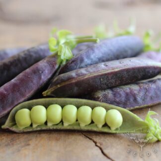 Pea - Purple Magnolia (Organic)