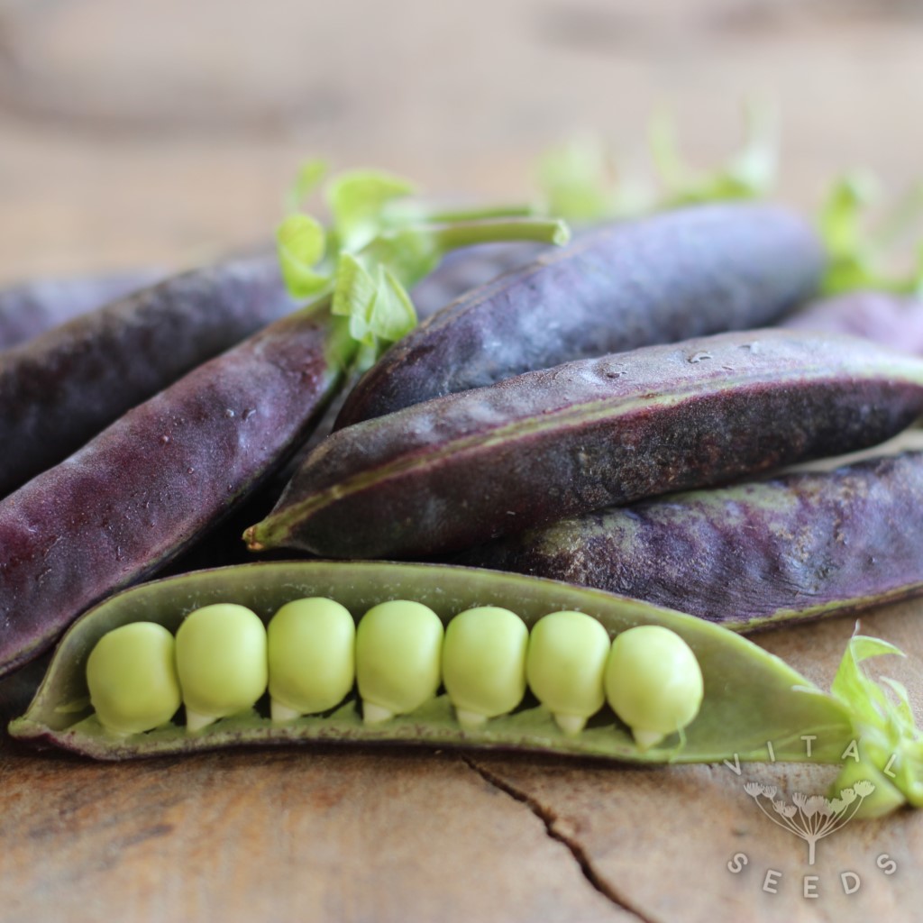 Pea - Purple Magnolia (Organic)