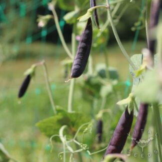 Pea - Purple Magnolia (Organic)