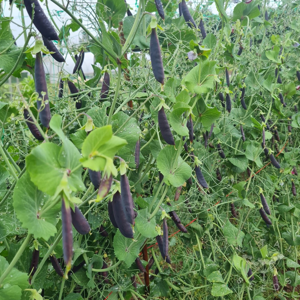 Pea - Purple Magnolia (Organic) - Image 4