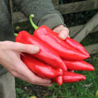 Pepper - Corno di Toro (Organic)