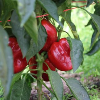 Pepper - Yolo Wonder (Organic)