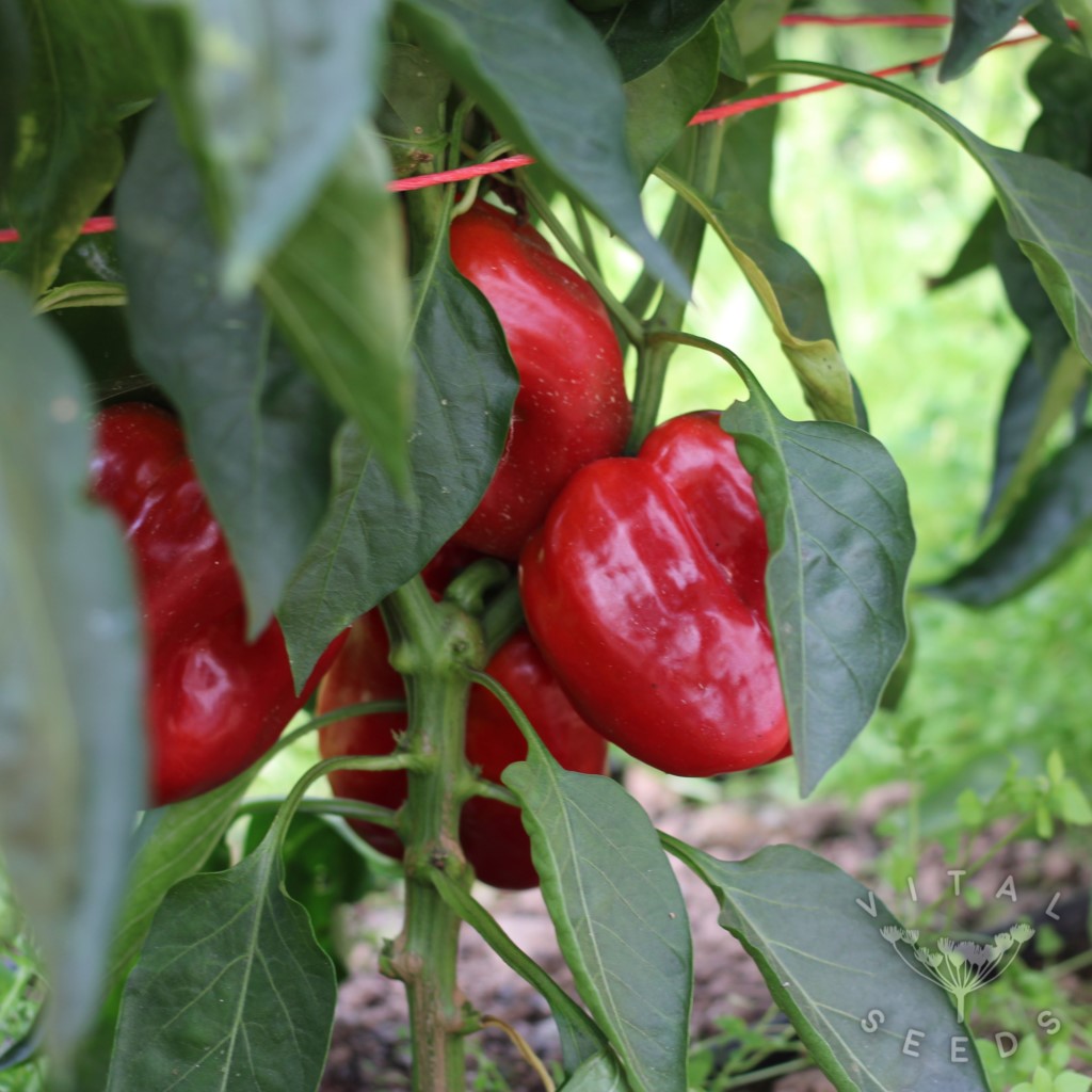 Pepper - Yolo Wonder (Organic)