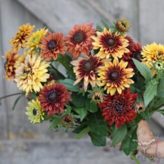 Rudbeckia - Sahara (Organic) ***NEW FOR 2026***