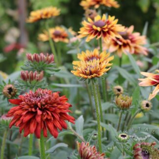 Rudbeckia - Sahara (Organic) ***NEW FOR 2026***