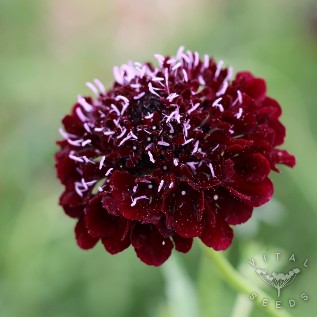 Scabiosa - Black Knight (Organic) - Image 4
