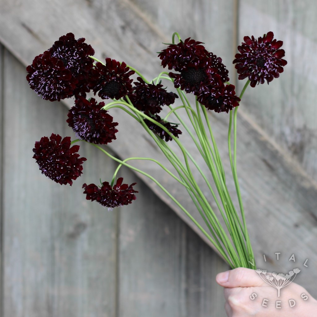 Scabiosa - Black Knight (Organic) - Image 2