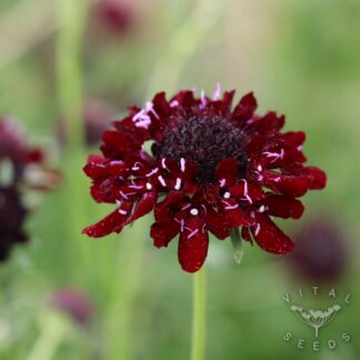 Scabiosa - Black Knight (Organic)