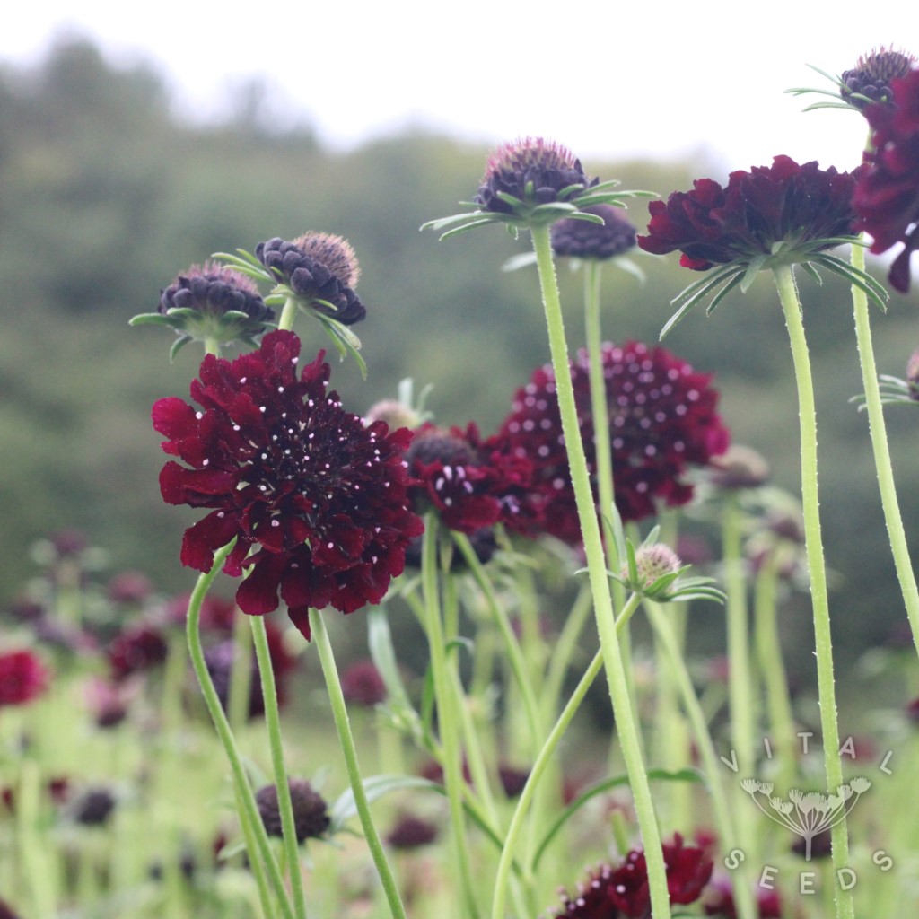 Scabiosa - Black Knight (Organic) - Image 3