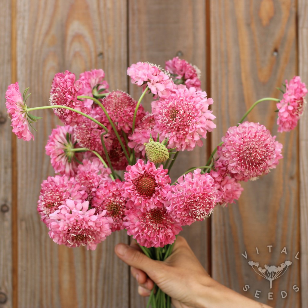 Scabious - Salmon Queen (Organic) - Image 2