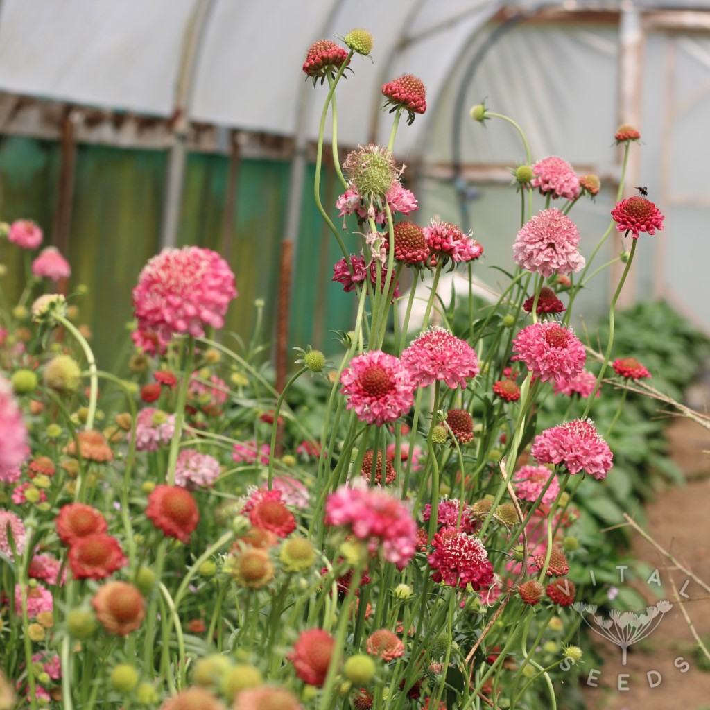 Scabious - Salmon Queen (Organic) - Image 3