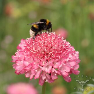 Scabious - Salmon Queen (Organic)