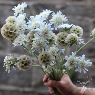 Drumstick Scabious - Sternkugel (Organic)