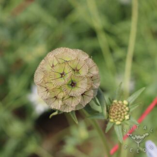 Drumstick Scabious - Sternkugel (Organic)