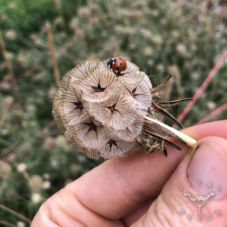 Drumstick Scabious Seeds